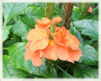 Plantas y flores Crossandra