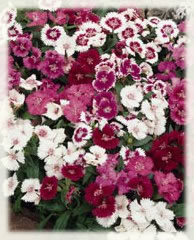 Dianthus