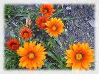 Gazania