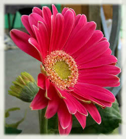 Plantas y flores Gerbera