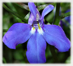 Lobelia