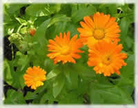 Marigold