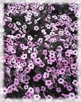 Petunia Wave