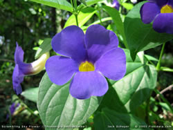 Thunbergia