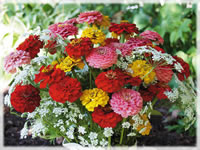 Zinnia