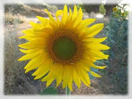 Girasol/Mollis